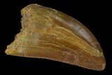 Carcharodontosaurus Tooth - Real Dinosaur Tooth #131271-1